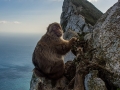 Ape - Gibraltar upper rock