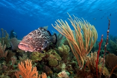 Reef in Jardines de la regina - Cuba