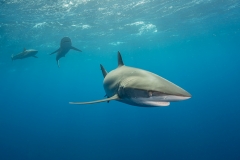 Silky shark -Jardines de la regina - Cuba