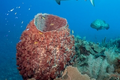 Reef shark - Jardines de la regina - Cuba