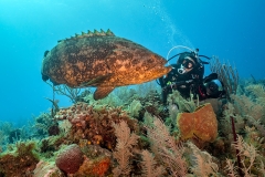 Goliath grouper - Jardines de la regina - Cuba