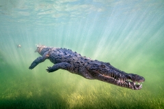 American Salt Water Crocodile - Jardines de la regina - Cuba