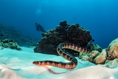 Sea snake at Kerama islands - Okinawa, Japan