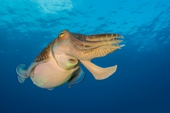 Cuttlefish - Yonaguni, Japan