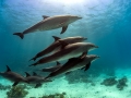 Dolphins - Red Sea