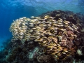 Scooling goatfish - Red Sea