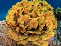 Coral at Bluff point - Red Sea