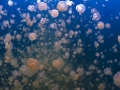 Jelly fish lake - Palau