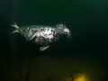 Grey seal on the wreck of s/s Najade - Baltic sea