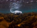 Harbour seal at Barrel of butter - Scapa flow, Scotland