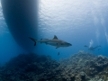 Shark and diver - Truk Lagoon